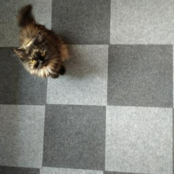 Самоклеюча плитка під ковролін темно-сіра 300х300х4,5мм SW-00001420